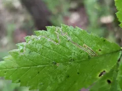 Stigmella apicialbella thumbnail 3