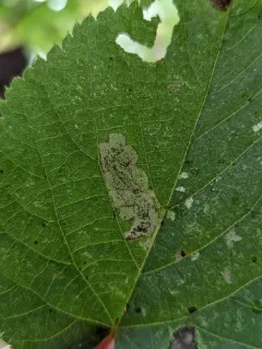 Stigmella argentifasciella thumbnail 3