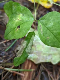 Macrosaccus morrisella thumbnail 3