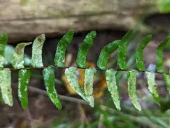 Phytoliriomyza felti thumbnail 4