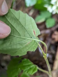 Sackenomyia viburnifolia thumbnail 3
