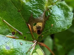 Aspilanta oinophylla thumbnail 3