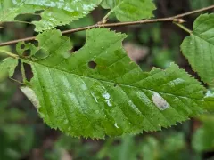 Parornix obliterella thumbnail 3