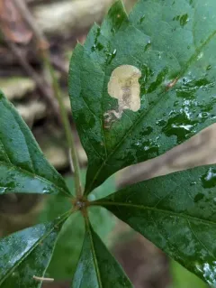 Aspilanta ampelopsifoliella thumbnail 3