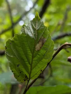 Witch-hazel Caloptilia thumbnail 4