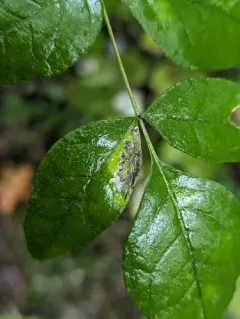 Wafer Ash Leafminer Moth thumbnail 4