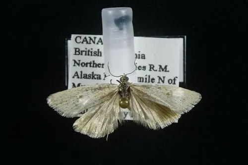 Eana idahoensis