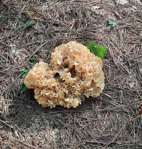 American cauliflower mushroom