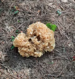 American cauliflower mushroom thumbnail 1