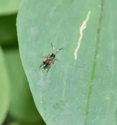 Pleolophus indistinctus thumbnail 4