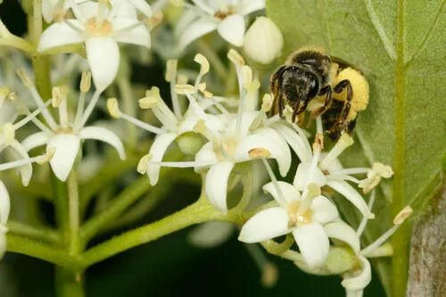 Plated Miner Bee