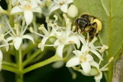 Plated Miner Bee thumbnail 1
