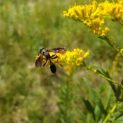 Brown-legged Grass-carrying Wasp thumbnail 2