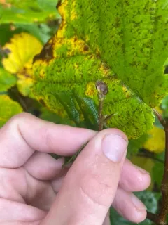 Cecidophyopsis vermiformis thumbnail 1