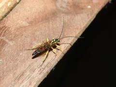 Aoplus confirmatus thumbnail 3