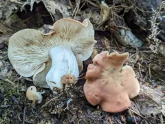Gerhardtia borealis thumbnail 2
