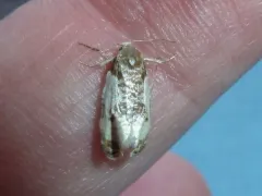 Henricus fuscodorsana thumbnail 3