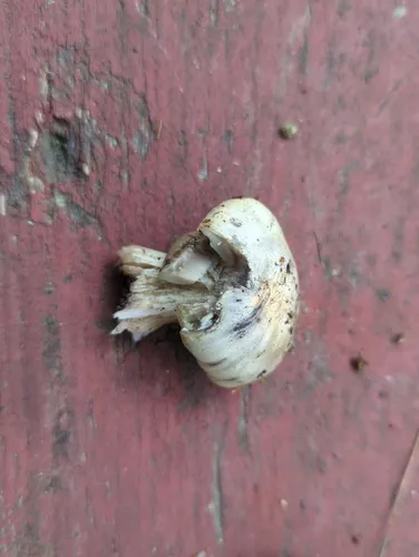 Tricholoma palustre