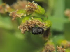 Canada Case-bearing Leaf Beetle thumbnail 3