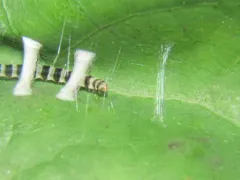 Redbud Leaffolder Moth thumbnail 2