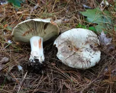 Russula dissimulans thumbnail 4