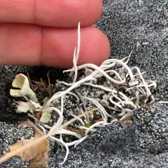 Whiteworm Lichen thumbnail 3