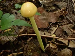 Protostropharia alcis thumbnail 4