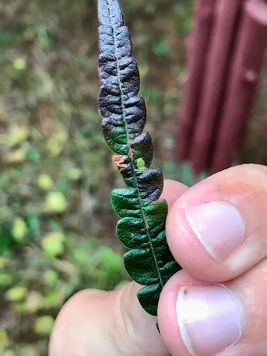 Aspilanta argentifera