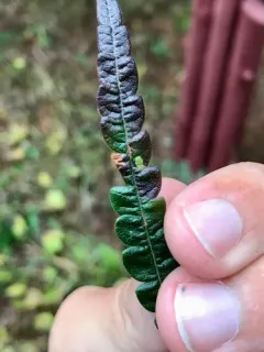 Aspilanta argentifera thumbnail 1