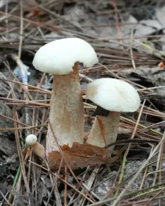 white suillus thumbnail 4