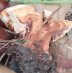 Hydnellum earlianum thumbnail 2