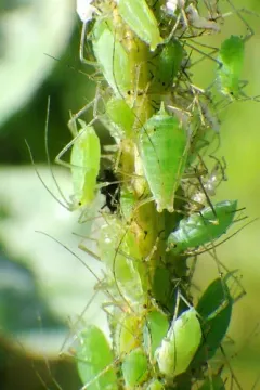 Pea Aphid thumbnail 3