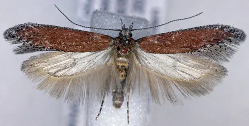 Gnorimoschema pedmontella