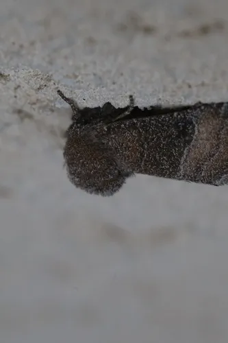 Gray Wolf Moth