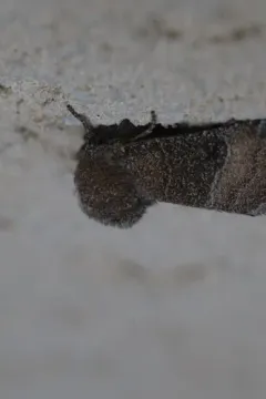 Gray Wolf Moth thumbnail 1