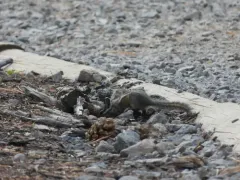 Shadow Chipmunk thumbnail 2