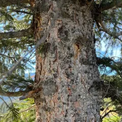 Engelmann spruce thumbnail 3