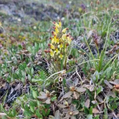 Oeder's Lousewort thumbnail 2