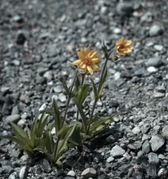 Narrowleaf Arnica thumbnail 4