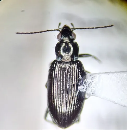 Bembidion recticolle