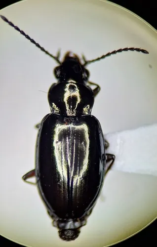 Lionepha sequoiae