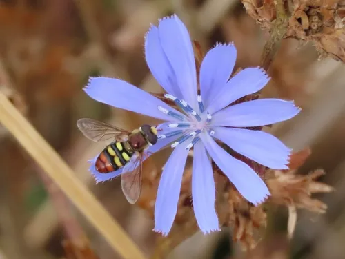 Snow's Aphideater