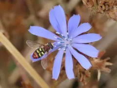 Snow's Aphideater thumbnail 1
