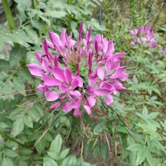 Spider flower thumbnail 2