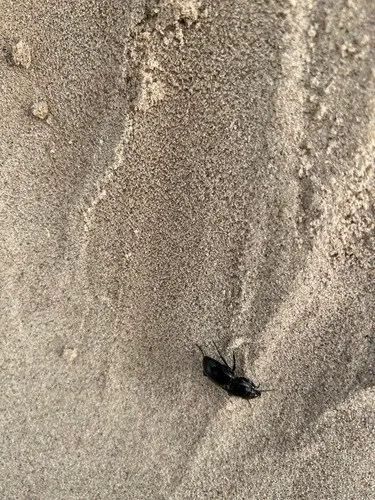 California Warrior Beetle