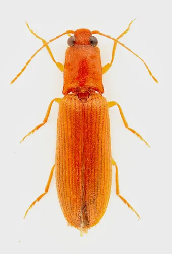 Hairy-edged Click Beetle