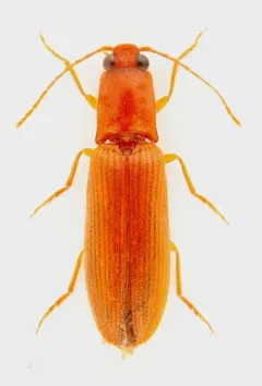 Hairy-edged Click Beetle thumbnail 1