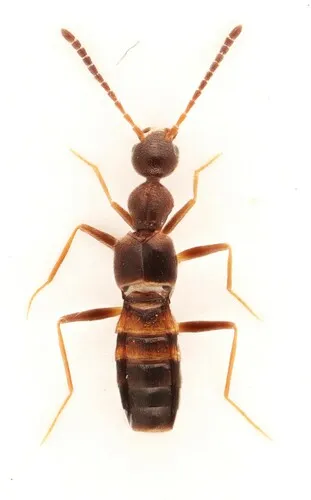 Myrmecocephalus cingulatus