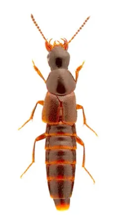 Quedius canadensis thumbnail 1