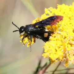 Double-banded Scoliid Wasp thumbnail 3